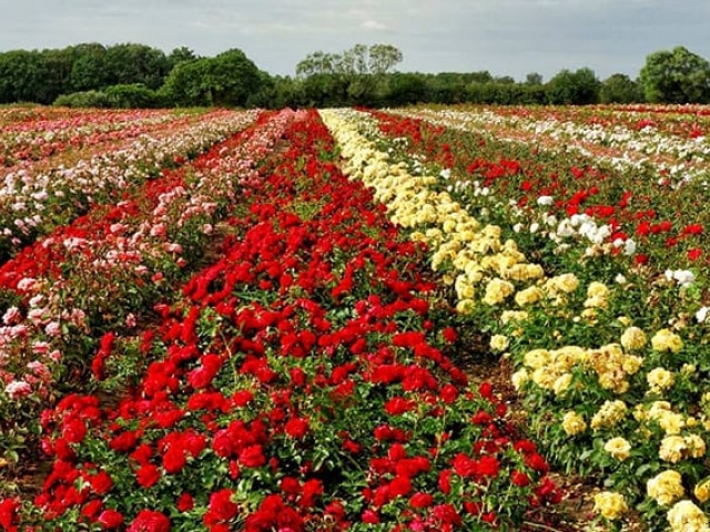 ISPARTA GÜL BAHÇELERİ SALDA TURU 2026