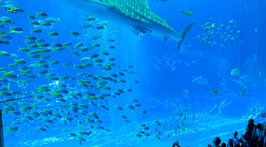 DUBAI  ABU DHABI TURU (4 GECE KONAKLAMALI) 2026